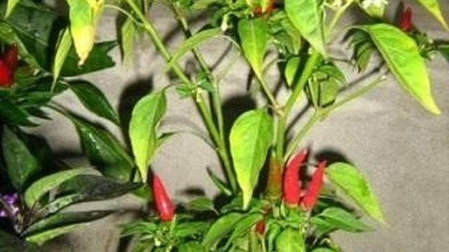 Как посадить перец Огонек дома из семян