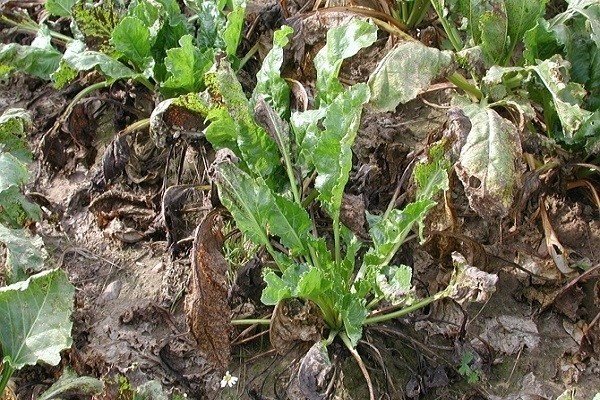 Flax fusarium wilt distribution