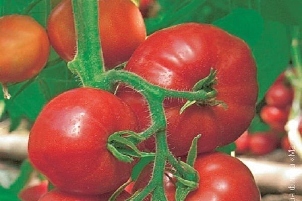 Сорт помидор касамори
