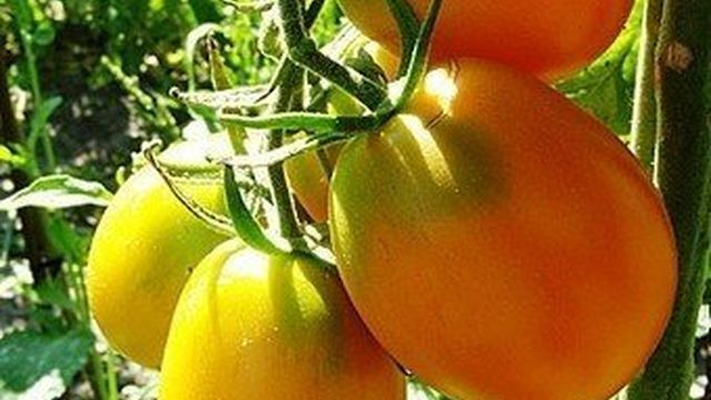 Урожайные сорта томатов: фото и описание, какие сорта томатов лучшие для открытого грунта