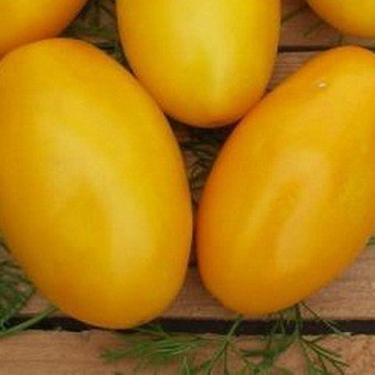 Семена томат буян желтый