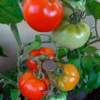 Сибирская скороспелка томат