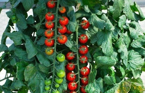 Балконные помидоры рапунцель