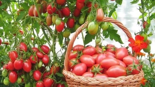 Сорта томатов, устойчивые к фитофторе для теплицы и открытого грунта в Подмосковье