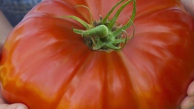 Сорт томатов Исполин, описание, характеристика и отзывы, фото, а также особенности выращивания