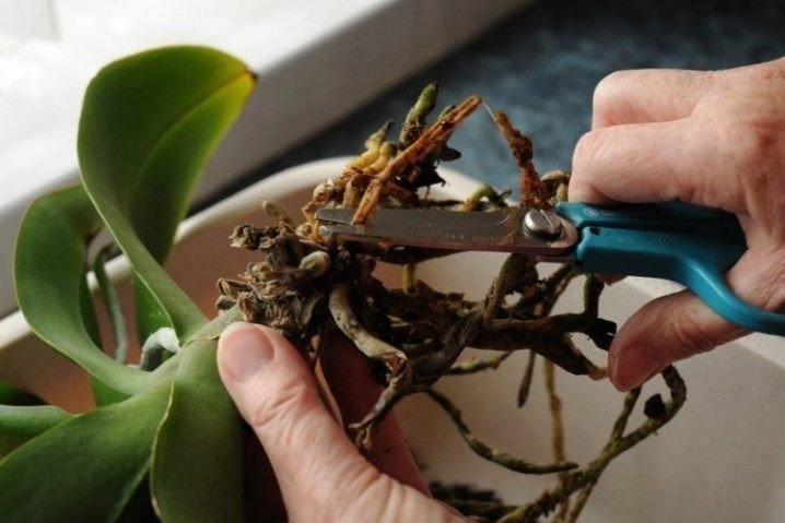 Корневая шейка орхидеи фаленопсис