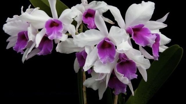 Белый налет на орхидеях: что это такое и чем лечить