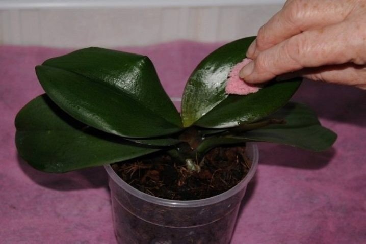 Протирание листьев орхидеи