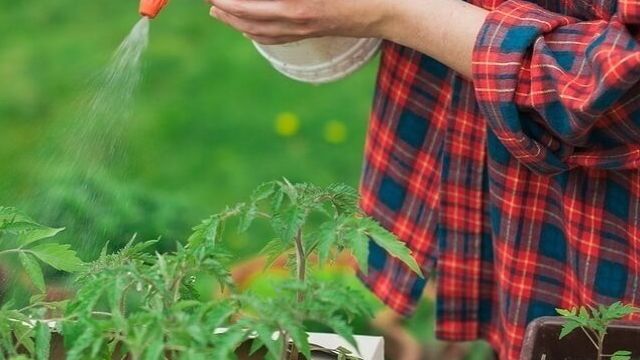 Какие средства можно использовать для борьбы с фитофторой на помидорах? Особенности обработки растений