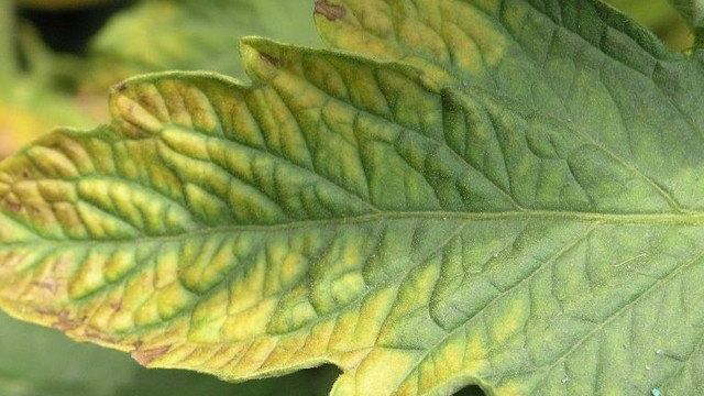 Меры по профилактике и лечению хлороза томатов: фото пораженных листьев, причины появления болезни