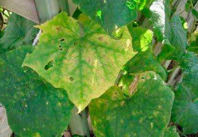 Грибковые поражения листьев огурцов