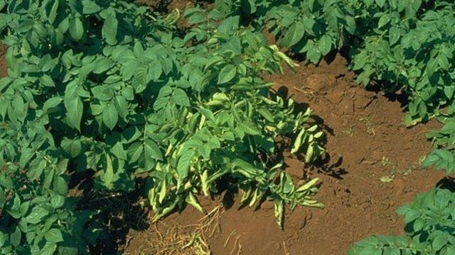 Вирус скручивания листьев картофеля