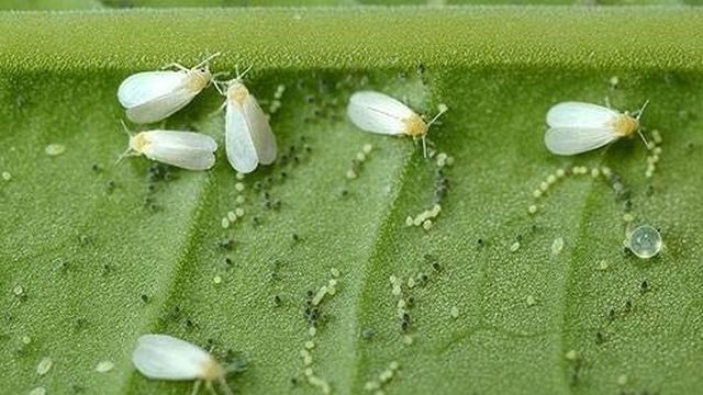 Белокрылка – мелкий вредитель комнатных растений