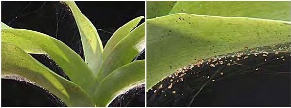 Паутинный клещ паразитирует на растениях ? ответ