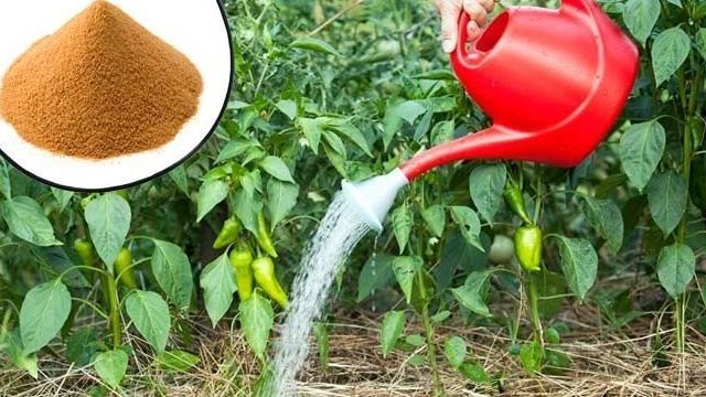 Подкормка перцев дрожжами: как поливать растения, лучшие рецепты удобрений
