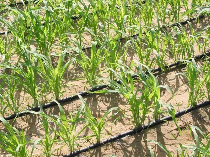 Сорняки в посевах кукурузы