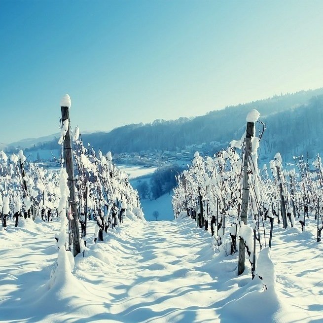 Виноградники шампани зимой