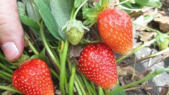 Клубника Дукат: фото и отзывы садоводов, рекомендации по выращиванию сорта