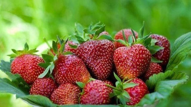 Виктория ягода: описание сорта садовой ремонтантной клубники, отзывы про землянику, как выглядит фрукт