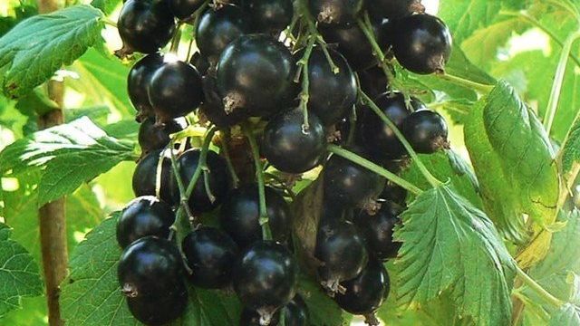 Смородина Экзотика: описание сорта черной смородины, выращивание