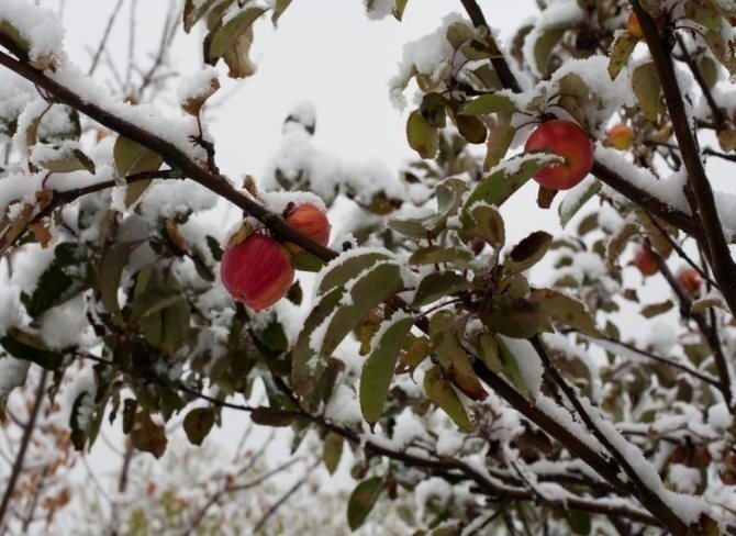 Яблоня сливолистная зимой