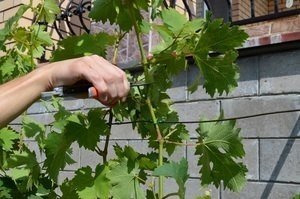 Нормировка винограда побегами