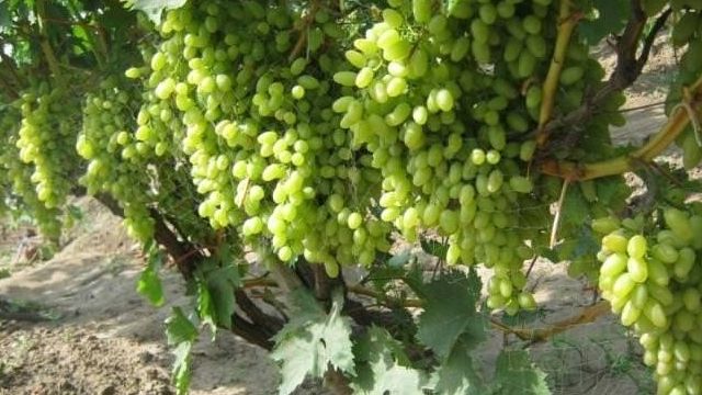Родом из США: особенности выращивания винограда сорта «Столетие»