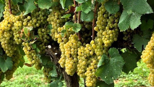 Виноград «Шардоне»: описание сорта, фото, отзывы