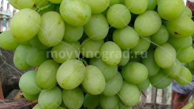 Сорт винограда Валёк: характеристика, агротехника выращивания