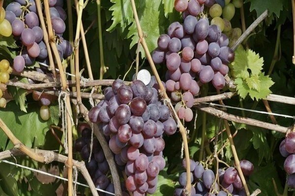 Сорт винограда нежность