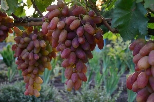 Сорт винограда преображение