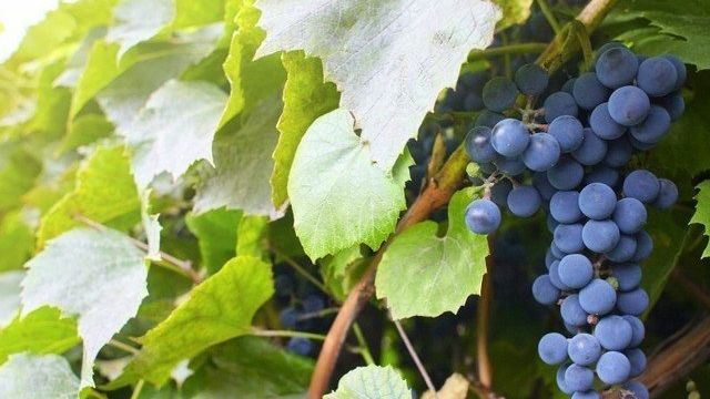 Виноград Агат Донской: описание сорта и характеристики, выращивание и уход