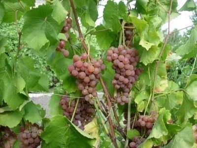 Сорт винограда мускат платовский