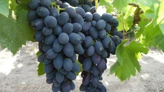 Виноград «Надежда АЗОС»: описание и особенности культивирования