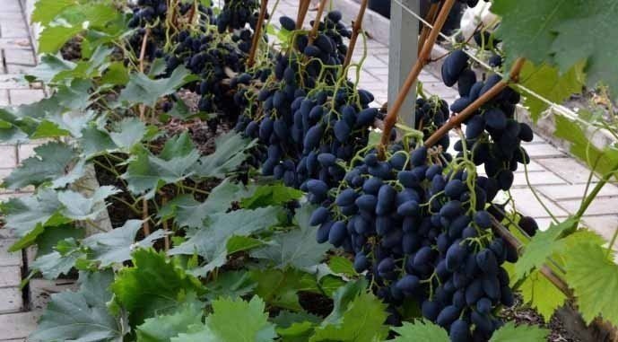 Виноград столовый надежда азос