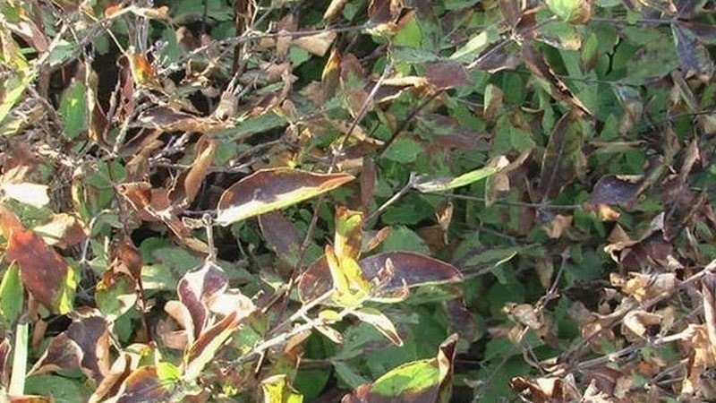 Жимолость japonica purpurea