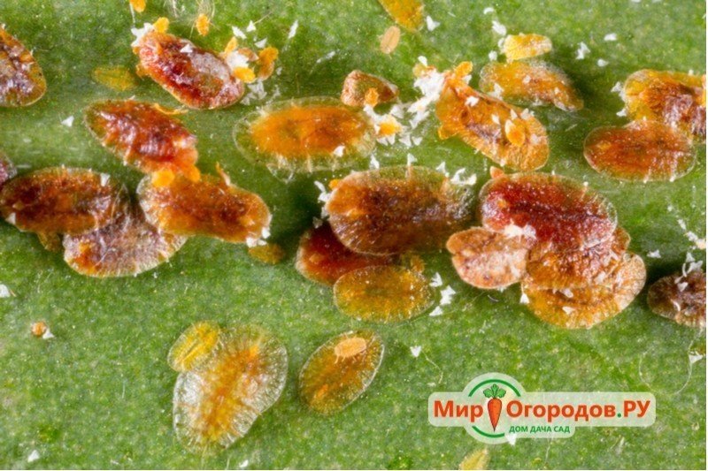 Ржавчинные грибы под микроскопом