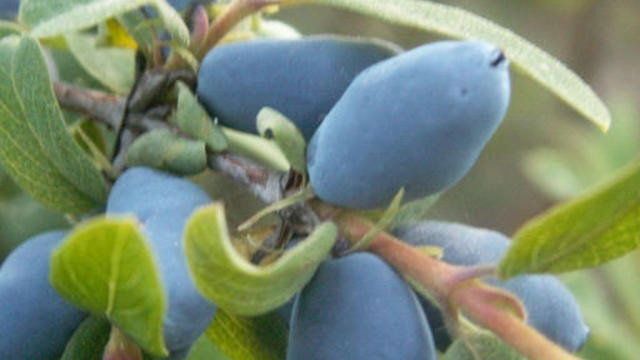 Уход за жимолостью: название и описание сортов, фото, польза синих ягод и преимущества