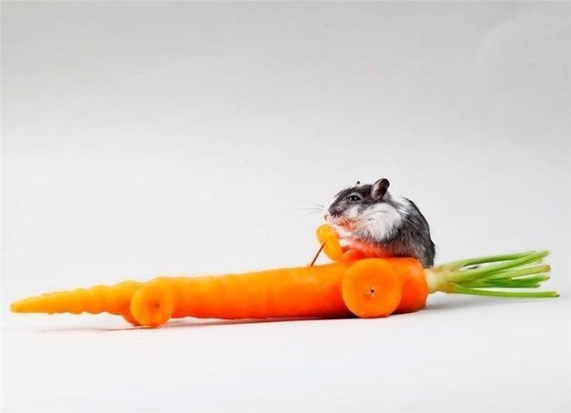 Морковка для хомяков