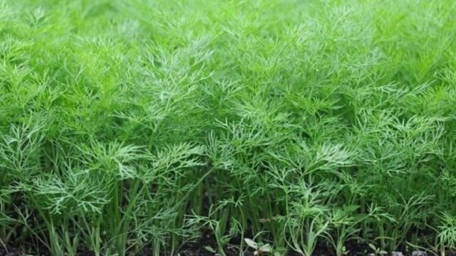 Выращивание укропа в теплице: инструкция, как выращивать свежую зелень зимой и летом, как за ней правильно ухаживать и можно ли превратить это в бизнес